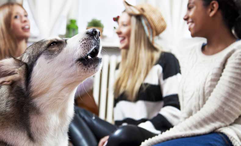 Bark 吠える の意味と使い方 ネイティブと英語について話したこと